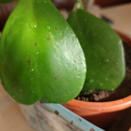 Hoya, black spots on the leaves ARM EN Community