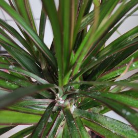 Dracaena, white fuzz, black spots, dry tips and white insects ARM EN Community