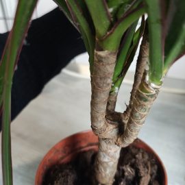Dracaena, white fuzz, black spots, dry tips and white insects ARM EN Community