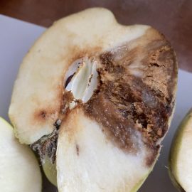 Quince tree – fruit attacked by pests ARM EN Community