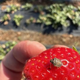 Strawberry, insects on the berries ARM EN Community