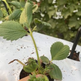 Strawberry, the leaves are shriveling and turning brown ARM EN Community