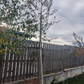 Birch, pruning to stop it from growing in height ARM EN Community