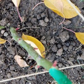 Roses with shoots after planting ARM EN Community