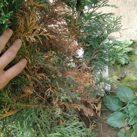 Thuja, planted a year ago, drying from inside ARM EN Community