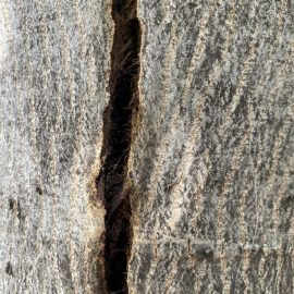 Walnut tree – brown spots on the trunk ARM EN Community