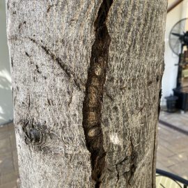 Walnut tree – brown spots on the trunk ARM EN Community