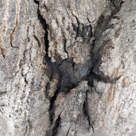 Walnut tree with cracked bark ARM EN Community