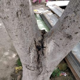 Walnut tree with cracked bark ARM EN Community