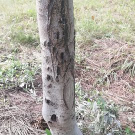 Walnut tree with wounds and cracks at the base of the trunk ARM EN Community