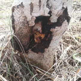 Walnut tree with wounds and cracks at the base of the trunk ARM EN Community