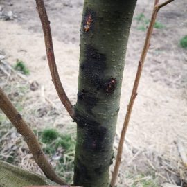 Why does the rind crack on my nectarine trees ARM EN Community