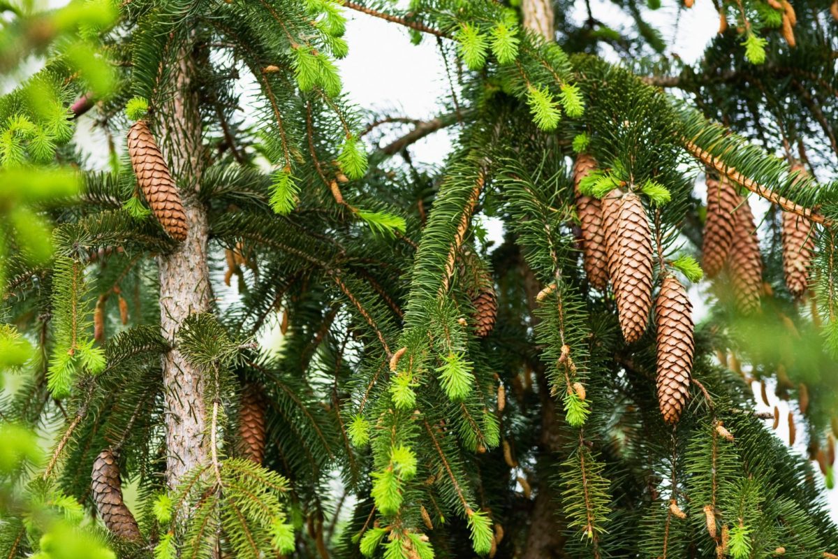 Norway spruce, planting and care guide