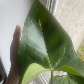 Anthurium, leaves with spots and possibly pests in its substrate ARM EN Community