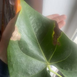 Anthurium, leaves with spots and possibly pests in its substrate ARM EN Community