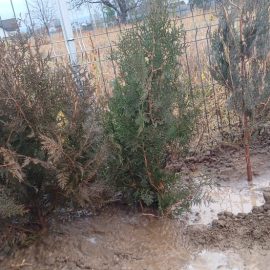 Thuja, they look dry after planting ARM EN Community