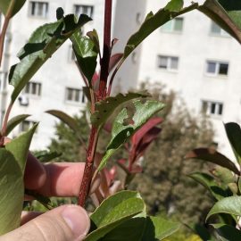 Photinia, caterpillar-like pests which appeared in late autumn ARM EN Community