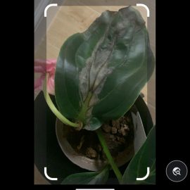 Indoor ornamental plants, medinilla diseased leaves ARM EN Community