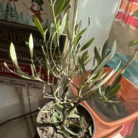 Olive tree, falling leaves after moving it indoors ARM EN Community