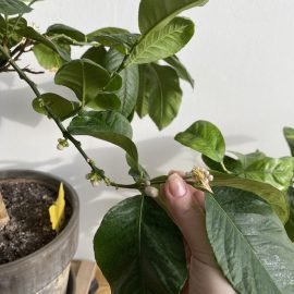 Citrus plants, the leaves of the lemon and mandarin tree have fallen off ARM EN Community