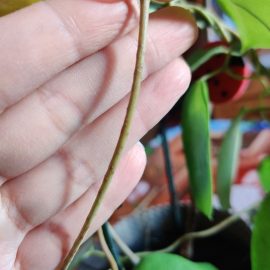 Stephanotis floribunda, lighter green leaves that are drying out ARM EN Community
