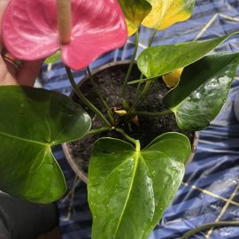 Anthurium, yellow leaves and rotten brown roots ARM EN Community