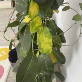 Jasmine, yellowing leaves after changing its location ARM EN Community