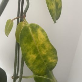 Jasmine, yellowing leaves after changing its location ARM EN Community