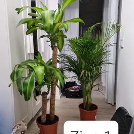 Dracaena and Areca, yellowed and dried leaves after purchase ARM EN Community