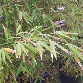 Bamboo, half-dried leaves ARM EN Community