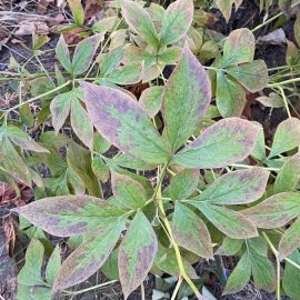 Peony, leaves with rusty edges and black spots ARM EN Community
