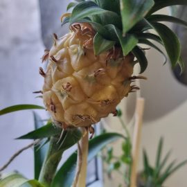 Pineapple plant, yellowed leaves and fruit ARM EN Community