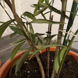 Oleander, dry basal leaves and drooping branches ARM EN Community
