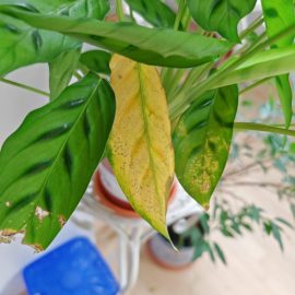 Anthurium, dried and yellowed leaves ARM EN Community