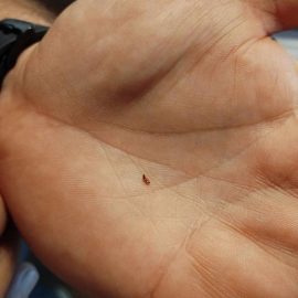 Pest Control, small (a few mm) dark brown beetles ARM EN Community