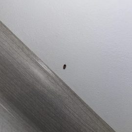 Pest Control, black larvae on the wall ARM EN Community