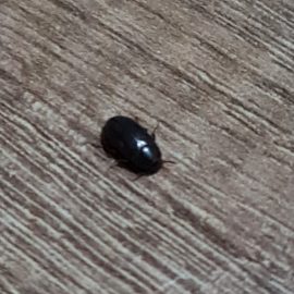 Pest Control, identifying the black beetles on my floor ARM EN Community