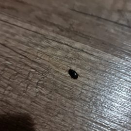 Pest Control, identifying the black beetles on my floor ARM EN Community