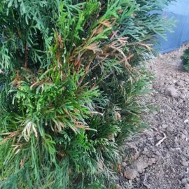 Thuja, their leaves turning yellow after planting ARM EN Community