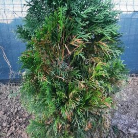 Thuja, their leaves turning yellow after planting ARM EN Community