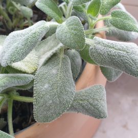 Sage, small red insects, white spots on the leaves, mites ARM EN Community