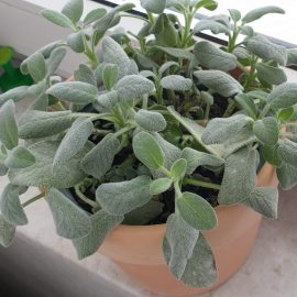 Sage, small red insects, white spots on the leaves, mites ARM EN Community