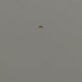 Pest control, worms on the ceiling ARM EN Community