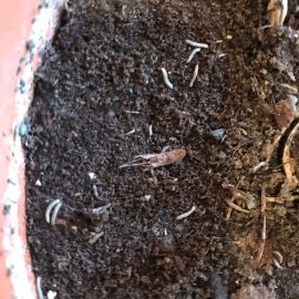Olive tree, white worms in the substrate ARM EN Community