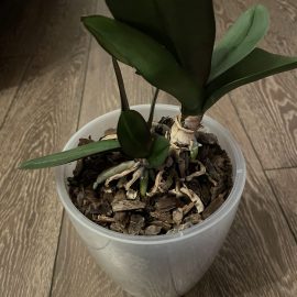 Orchid, transplanting new growths ARM EN Community