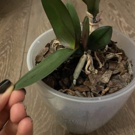 Orchid, transplanting new growths ARM EN Community