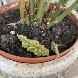 Begonia maculata, weakened ARM EN Community