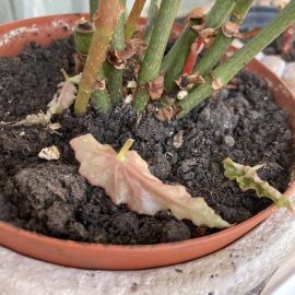Begonia maculata, weakened ARM EN Community