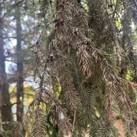 Spruce, uneven drying, blackish needles – sooty mold ARM EN Community