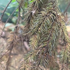 Spruce, uneven drying, blackish needles – sooty mold ARM EN Community